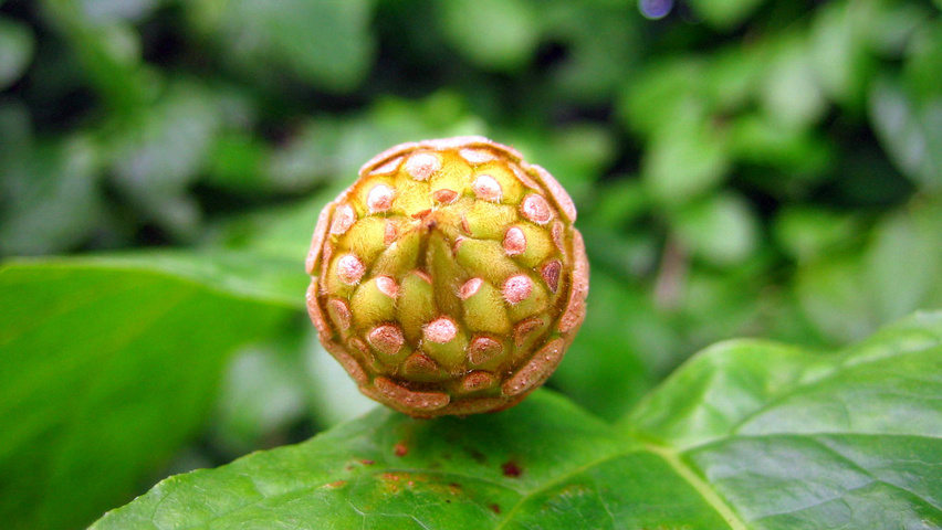 Sinocalycanthus chinensis fruits