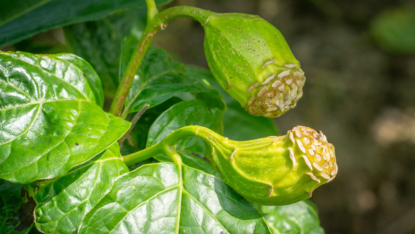 Sinocalycanthus chinensis fruits