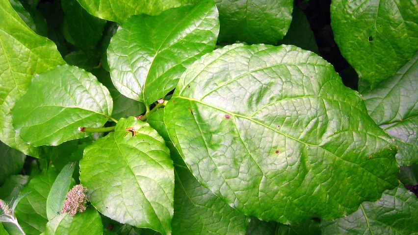 Sinocalycanthus chinensis leaves