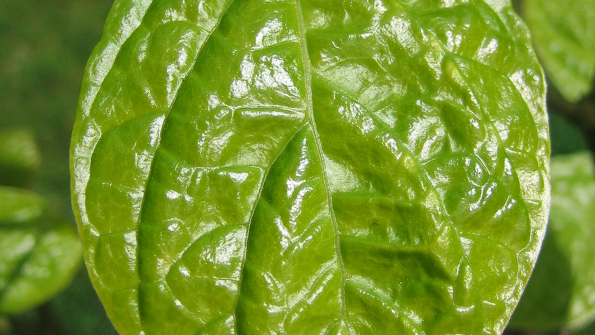 Sinocalycanthus chinensis leaves