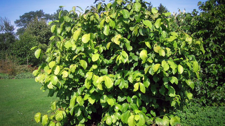 Sinocalycanthus chinensis solitary shrubs
