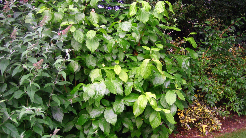 Sinocalycanthus chinensis solitary shrubs
