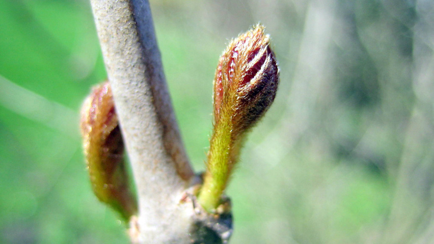 Sinocalycanthus chinensis twigs