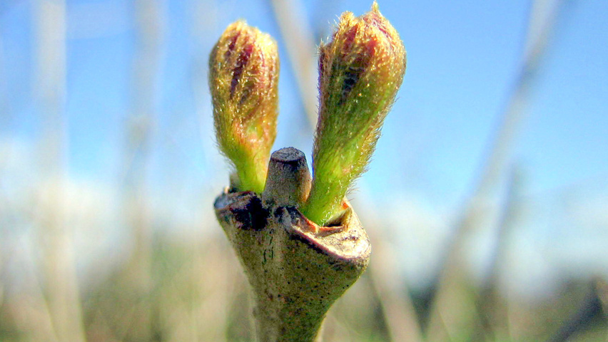 Sinocalycanthus chinensis twigs