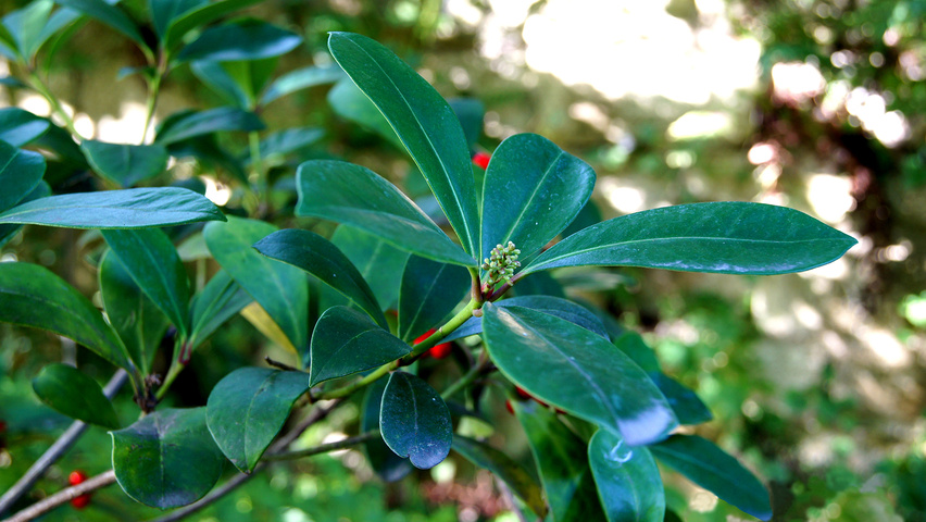 Skimmia japonica листья