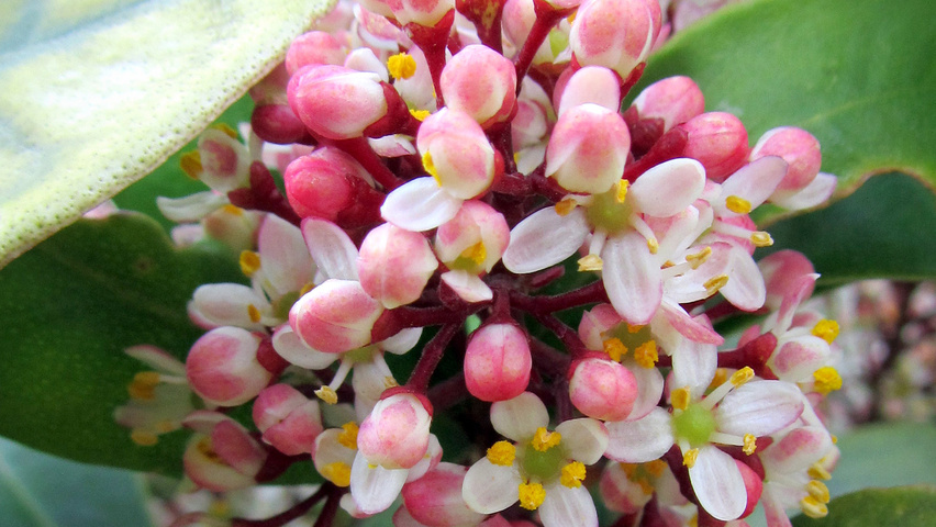 Skimmia japonica 'Rubella' Blumen