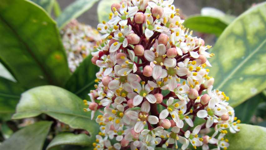 Skimmia japonica 'Rubella' Blumen