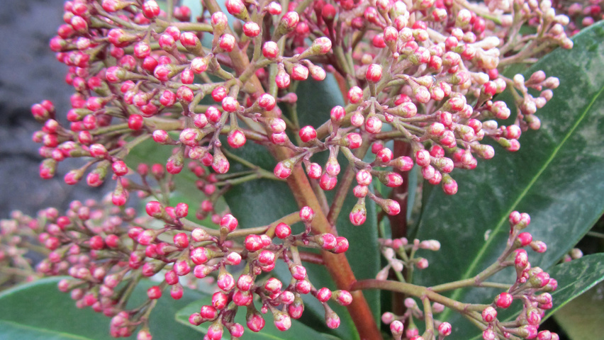 Skimmia japonica 'Rubella' Blumen