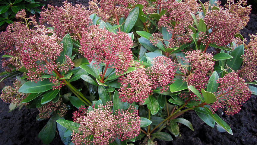 Skimmia japonica 'Rubella' Solitärgehölze