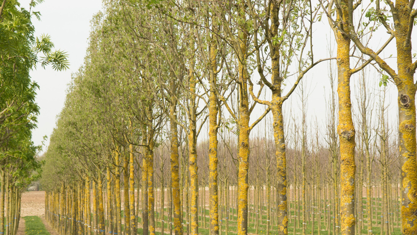 Sorbus x arnoldiana 'Schouten' standard tree