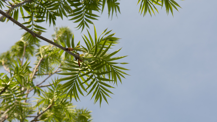 Sorbus 'Dodong' Blatt