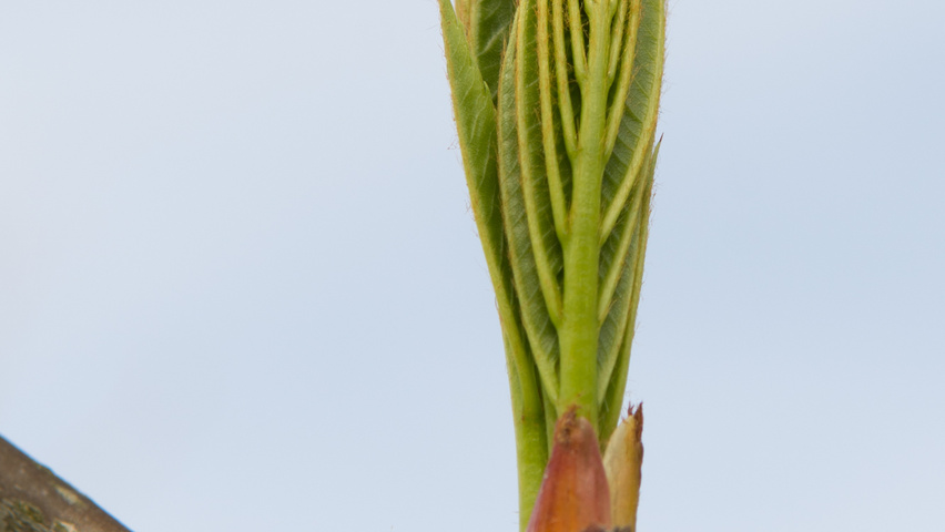 Sorbus 'Dodong' Blatt