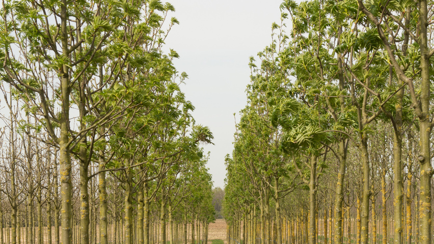 Sorbus 'Dodong' hochstämmig
