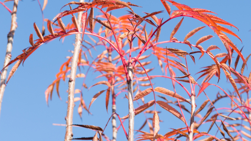 Sorbus 'Dodong' Herbstblatt