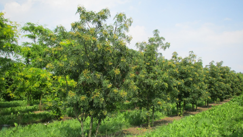 Sorbus 'Dodong' mehrstämmige