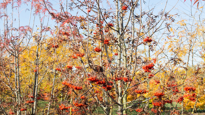 Sorbus 'Dodong' mehrstämmige