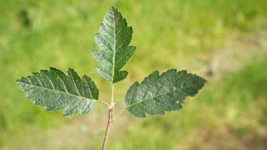 Sorbus intermedia листья