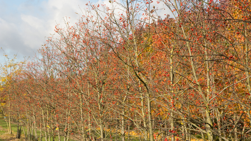 Sorbus intermedia Многоствольные деревья