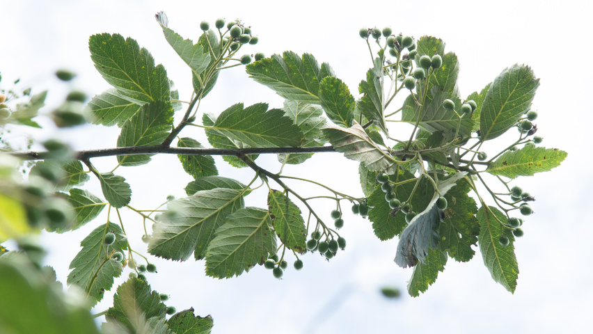 Sorbus intermedia ветви