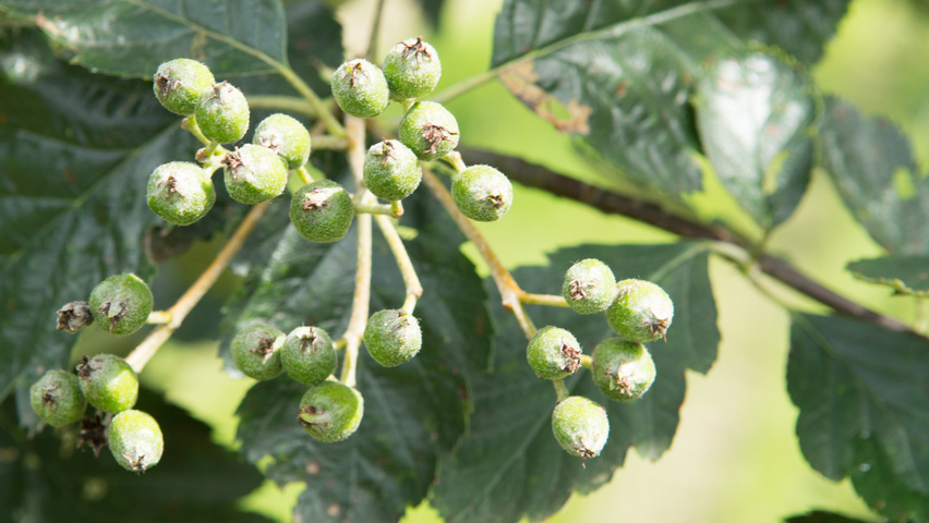 Sorbus intermedia плоды