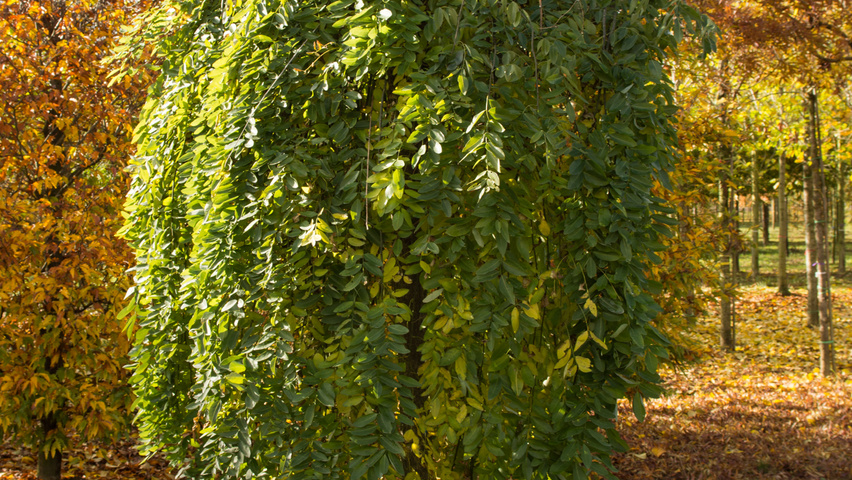 Styphnolobium japonicum 'Pendula' półpienne