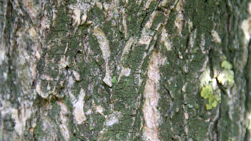 Styphnolobium japonicum 'Pendula' kora