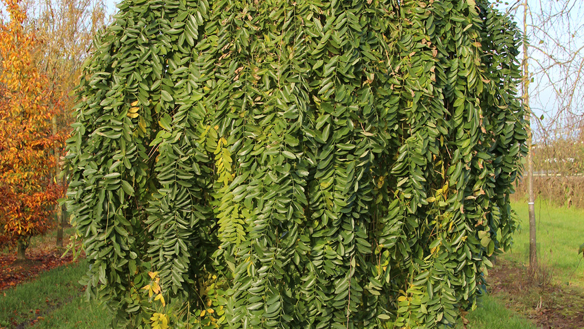 Styphnolobium japonicum 'Pendula' półpienne