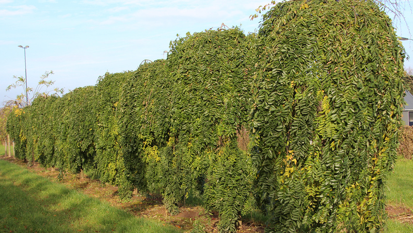 Styphnolobium japonicum 'Pendula' pienne