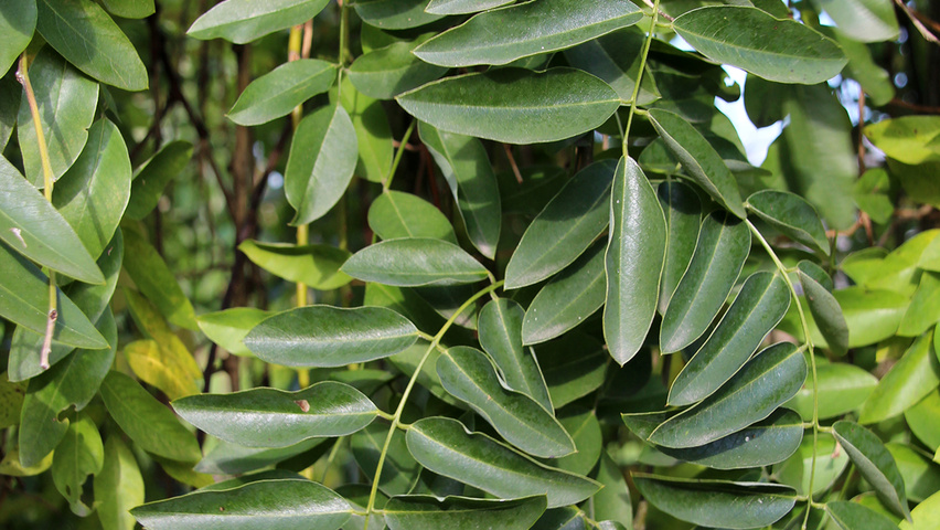 Styphnolobium japonicum 'Pendula' liście
