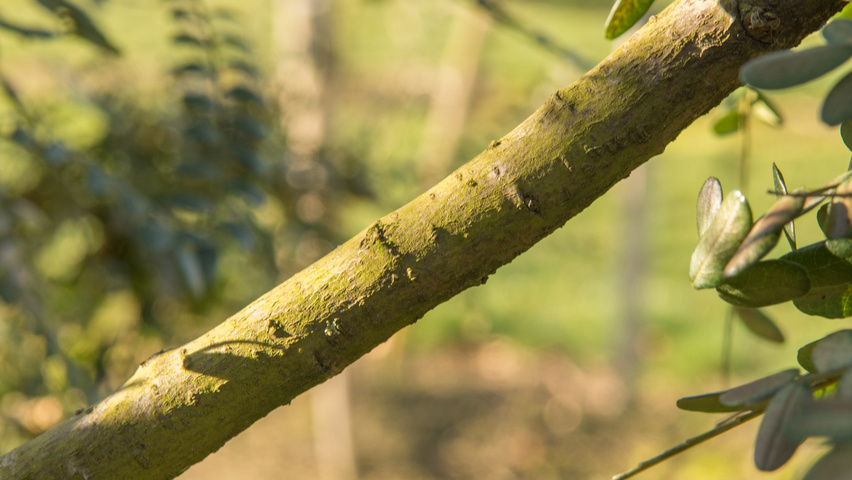 Sophora microphylla 'Hilsop' кора
