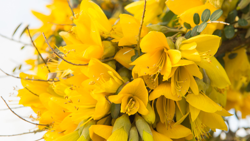 Sophora microphylla 'Hilsop' цветки