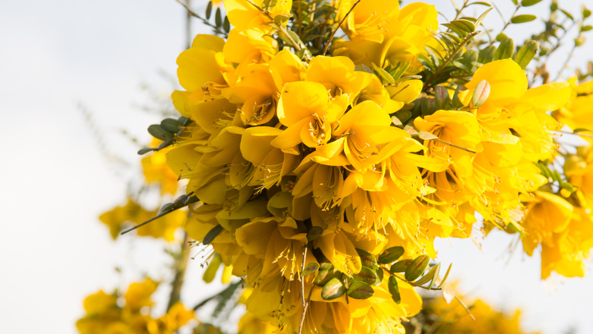 Sophora microphylla 'Hilsop' цветки