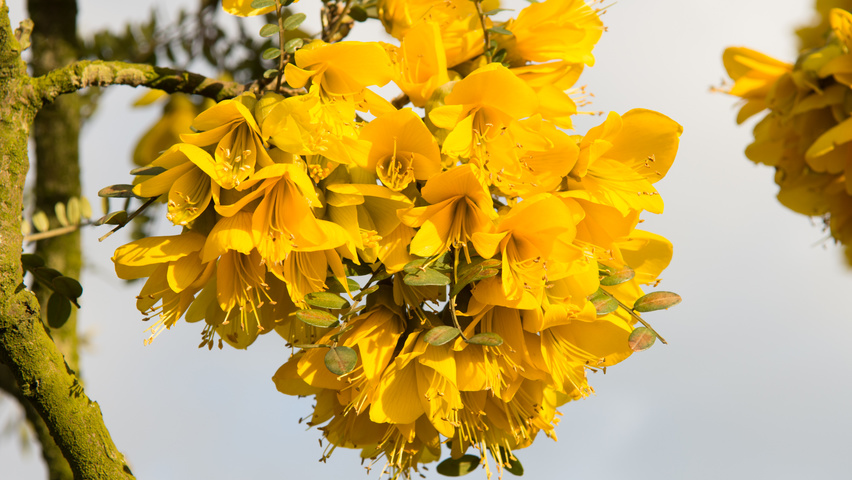 Sophora microphylla 'Hilsop' цветки
