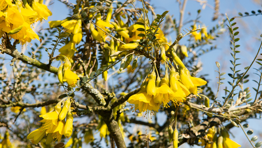 Sophora microphylla 'Hilsop' цветки
