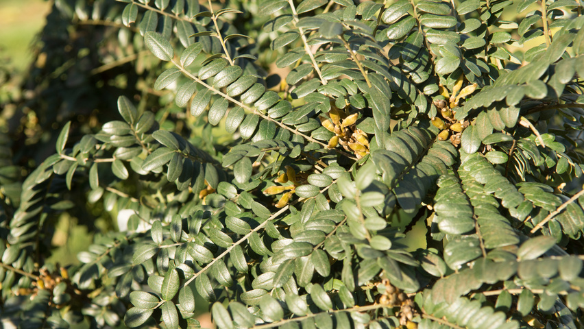 Sophora microphylla 'Hilsop' листья