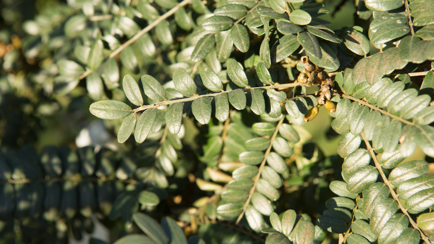 Sophora microphylla 'Hilsop' листья