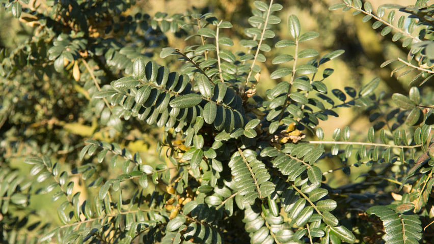 Sophora microphylla 'Hilsop' листья