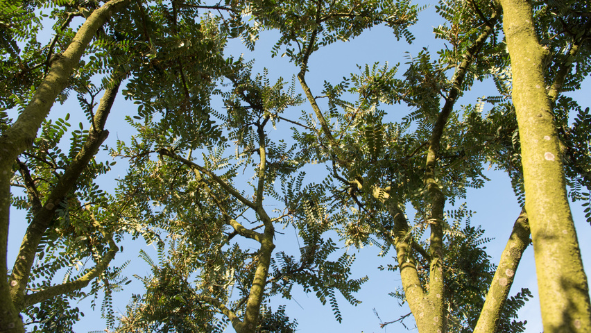 Sophora microphylla 'Hilsop' листья