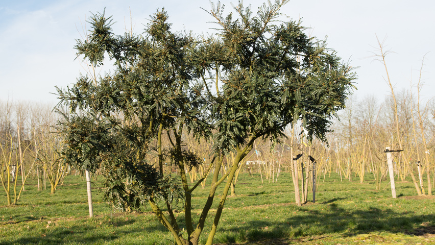 Sophora microphylla 'Hilsop' Многоствольные деревья