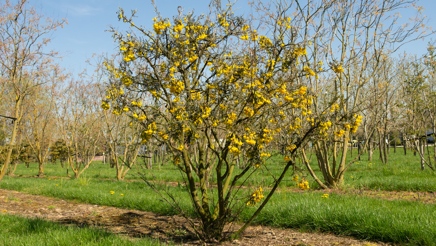 Sophora microphylla 'Hilsop' Многоствольные деревья
