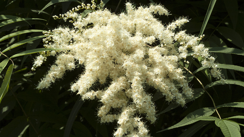 Sorbaria sorbifolia flowers