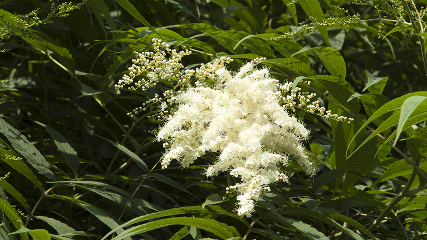 Sorbaria sorbifolia flowers
