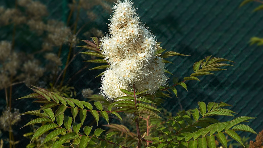 Sorbaria sorbifolia flowers