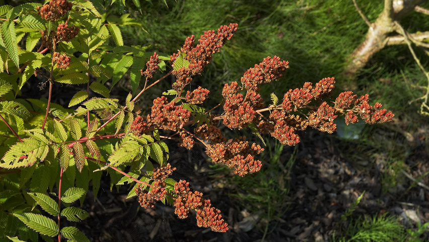 Sorbaria sorbifolia fruits