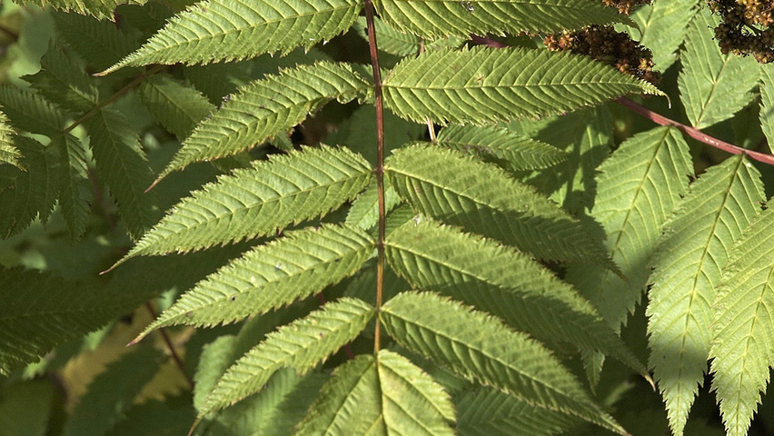 Sorbaria sorbifolia leaves