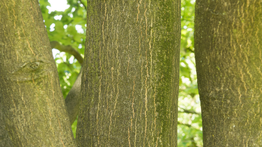 Sorbus alnifolia kora