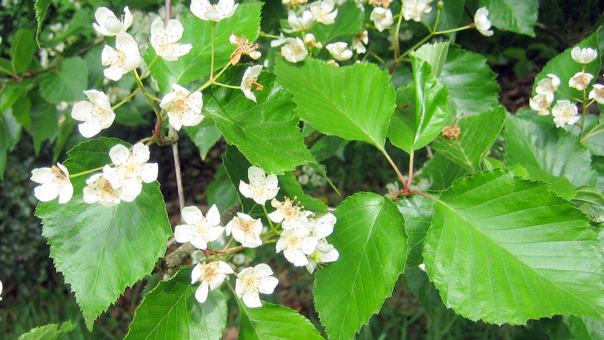 Sorbus alnifolia kwiaty