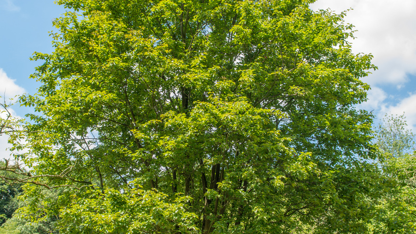 Sorbus alnifolia półpienne