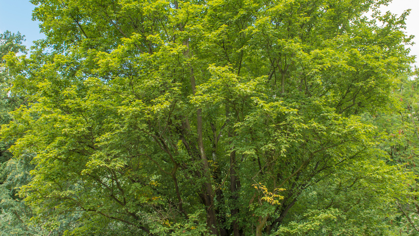 Sorbus alnifolia półpienne