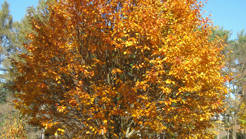 Sorbus alnifolia półpienne